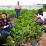 Farmworkers